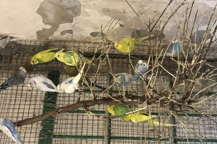 Хвилясті папуги- фото № 1