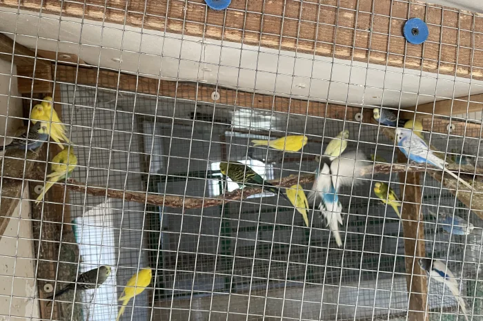 Хвилясті папуги- фото № 3