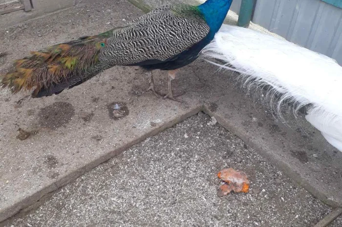 Павич (Павлін)- фото № 2