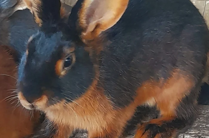 Продаю кролик Новозеландський бiлий, червоний.- фото № 6