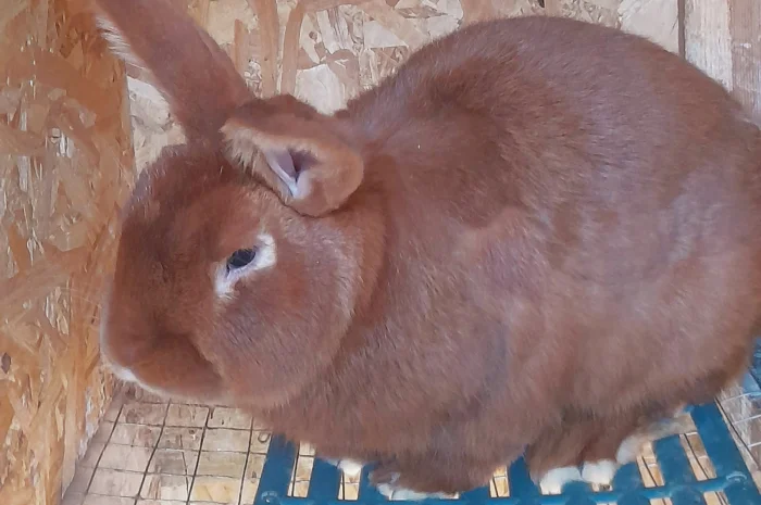 Продаю кролик Новозеландський бiлий, червоний.- фото № 7