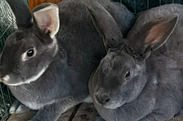 Продаю кролик Новозеландський бiлий, червоний.- фото № 5