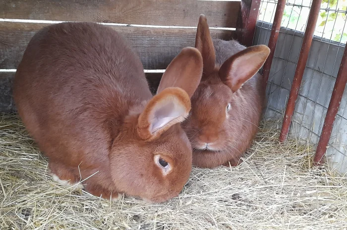 Продаю кролик Новозеландський бiлий, червоний.- фото № 9