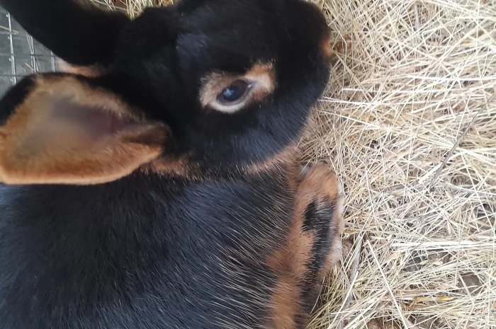 Продаю кролик Новозеландський бiлий, червоний.- фото № 8