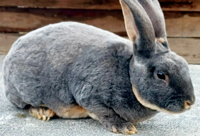 Продаю кролик Новозеландський бiлий, червоний.- фото № 2