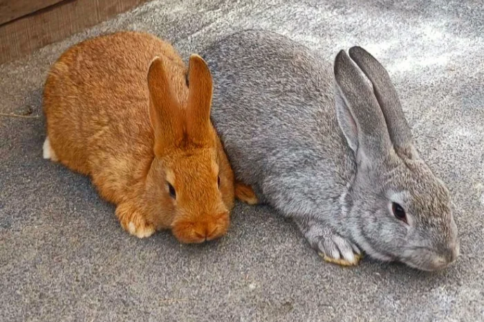 Продаю кролик Новозеландський бiлий, червоний.- фото № 4