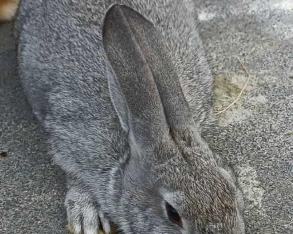 Продаю кролик Новозеландський бiлий, червоний.- фото № 3