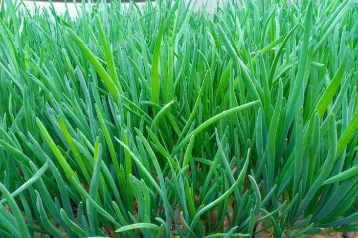 Зелена цибуля перо- фото № 5