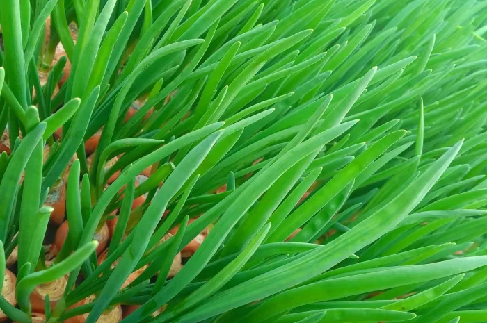 Зелена цибуля перо- фото № 3