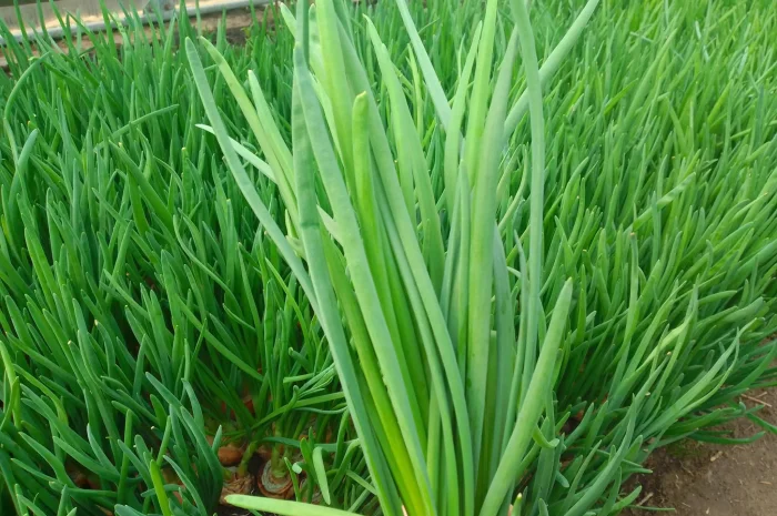 Зелена цибуля перо- фото № 4