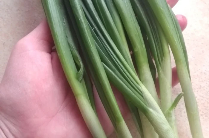 Зелена цибуля перо- фото № 2