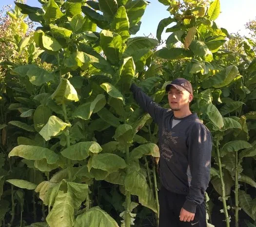 Насіння тютюну/семена табака - опт 15грн Акція- фото № 1