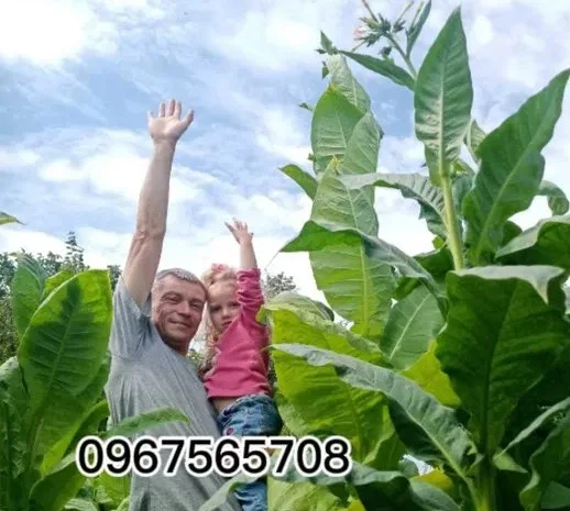 Насіння Табака. Семена табака- фото № 1