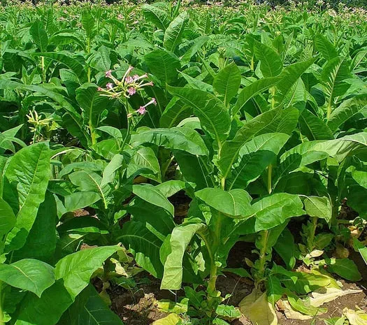 Махорка гарної якості- фото № 1