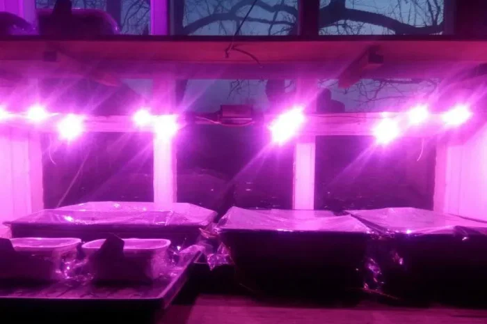 Семена табака и махорки - 160 сортов- фото № 1