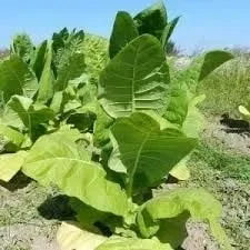 Семена табака и махорки. Насіння тютюну- фото № 1