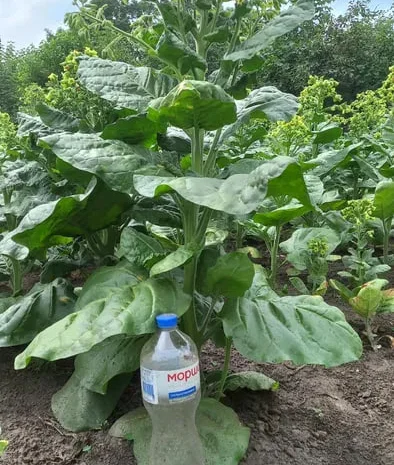 Насіння тютюну, махорки зеленої і жовтої.- фото № 1