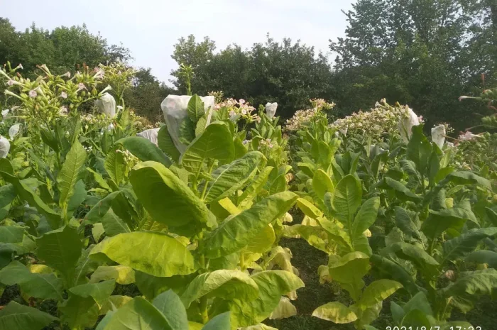 Насіння тютюну 82 сортів семена табака- фото № 1