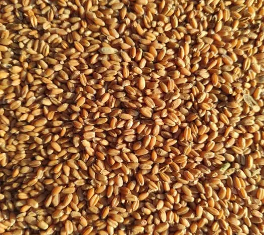 Продам зерно: пшеницу, кукурузу, овес, ячмень.- фото № 1