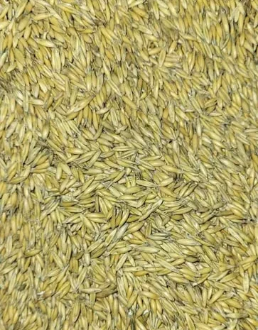 Овес кормовий Зубр фуражний, посівний 250 тон- фото № 1