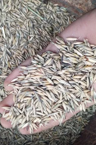 Продається овес кормовий урожай 2025року- фото № 1