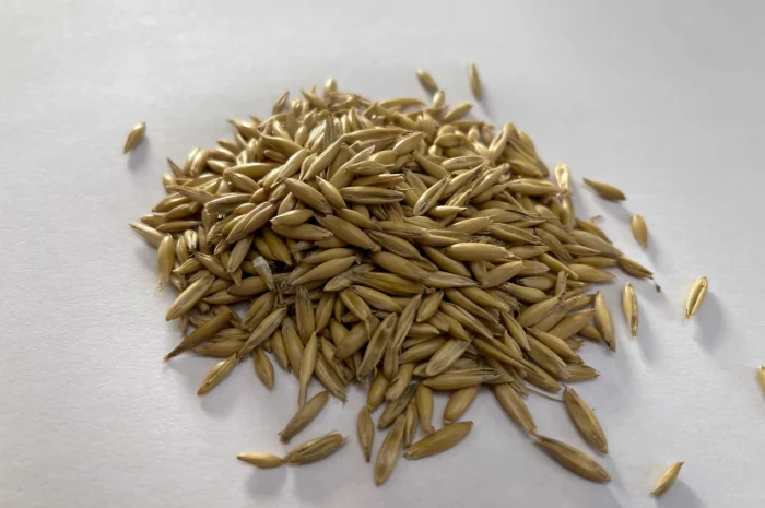 Овес кормовой, овес для худоби- фото № 1