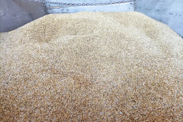 Продам Овес. Є об'єм.Домашній кормовий.- фото № 1