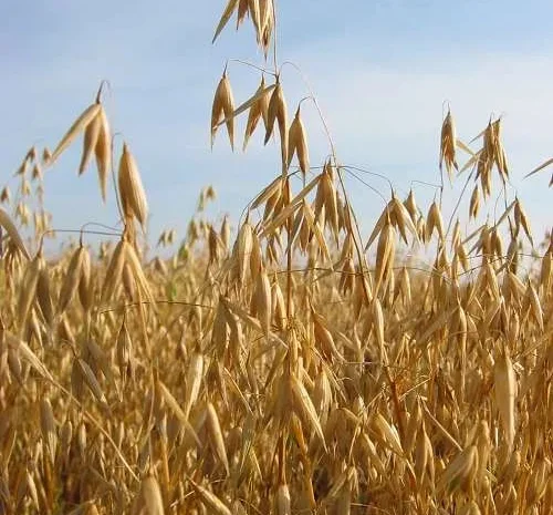 Продам зерно ОВЕС!!!- фото № 1