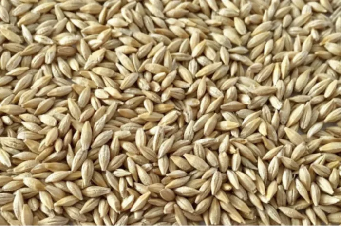 Продам ячмень фуражный- фото № 1