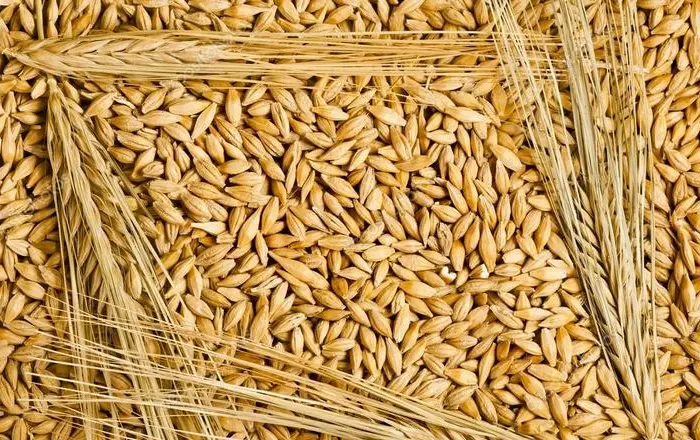 Продам фуражный ячмень, сорта Кангу и Себастьян- фото № 1