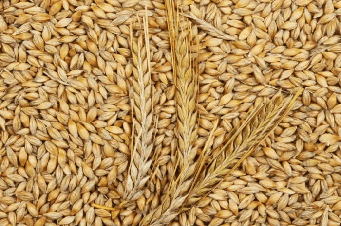 Продам 25 т ячменю фуражного- фото № 1