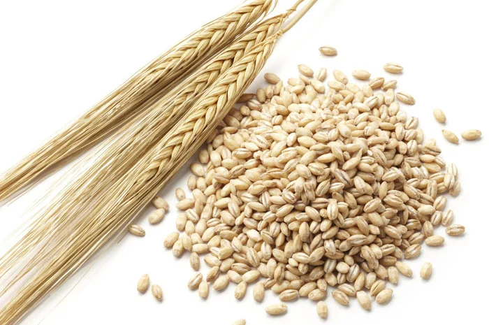 Продам ячмень фуражний (озимий),- фото № 1