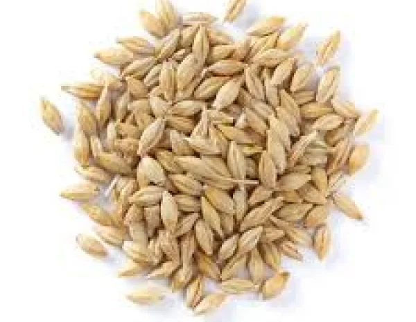 Продам 90 т ячменю фуражного- фото № 1