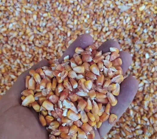 Кукурудза кормова сушена врожай 2025 9 грн/кг.- фото № 2