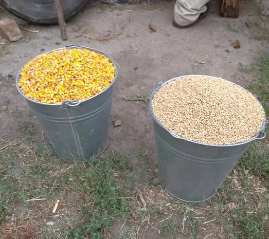 Зерно (кукурудза кормова ) та суміші- фото № 1