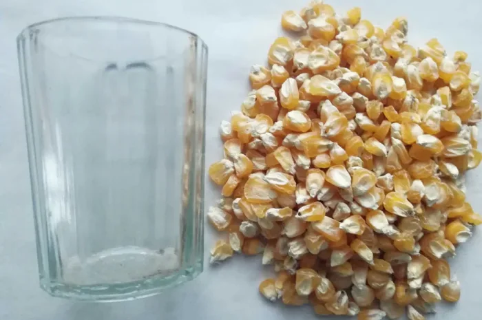 Насіння кукурудзи, семена кукурузы, кормовая- фото № 1