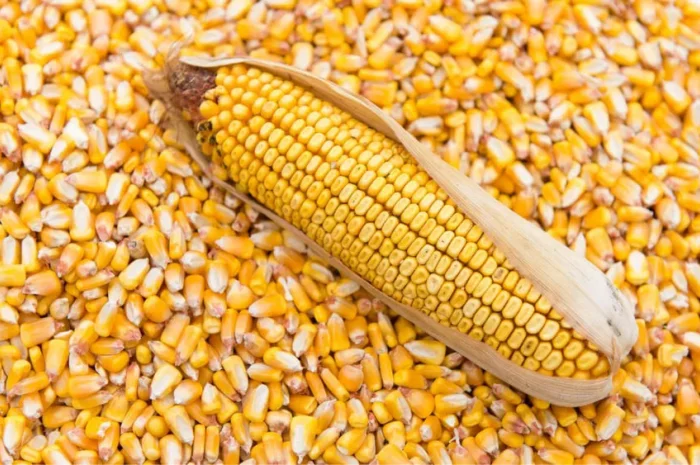 Кукурудза кормова суха- фото № 1