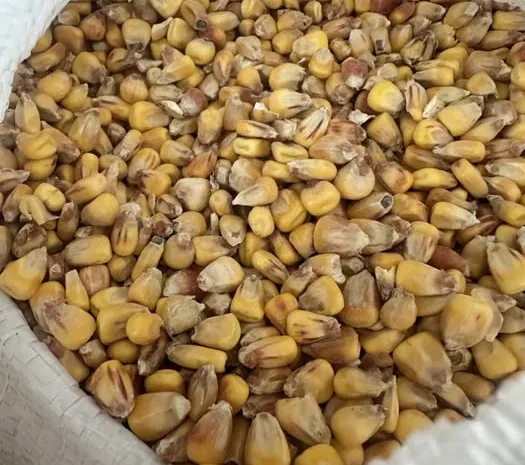 Кукурудза суха кормова- фото № 1