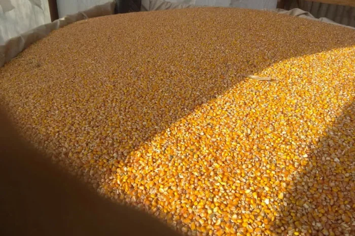 Кукурудза кормова- фото № 1