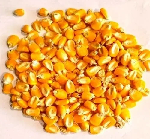 Кукурудза кормова в мішках- фото № 1