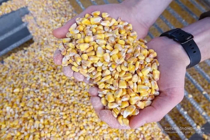Кукурудза кормова- фото № 1