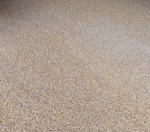 Кукурудза кормова- фото № 1