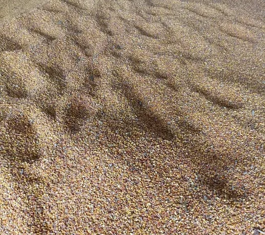 Кукурудза кормова- фото № 1