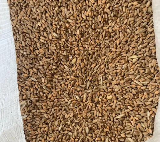 Корм для домашніх тварин : кукурудза кормова- фото № 1