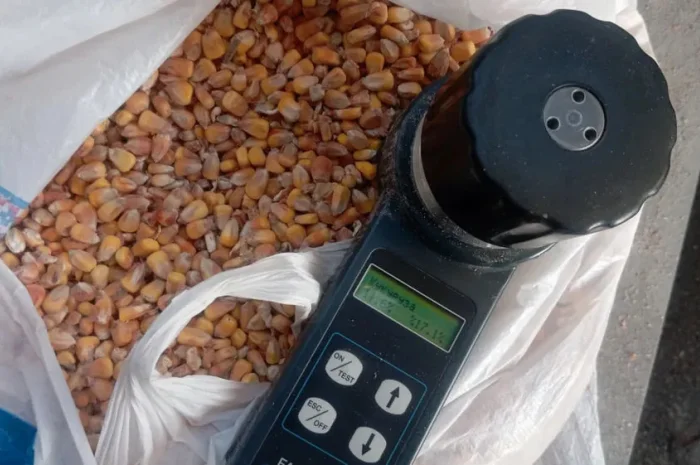 Продам кукурудзу кормову- фото № 1