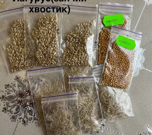 Просо. Насіння злаків .- фото № 1