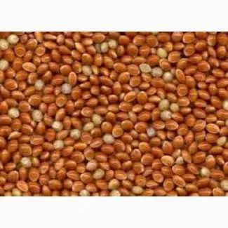 Продаю посівне насіннячервоного проса- фото № 1