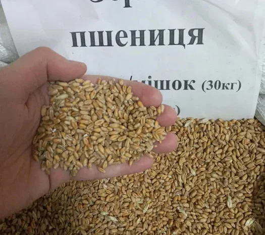 Пшениця, Кукуруза, Соняшник, Овес, Ячмінь, Просо- фото № 1