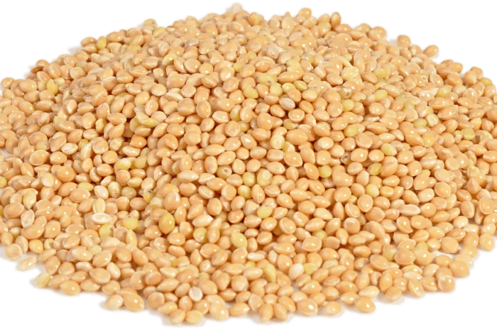 Посівне насіння НУТу (Гоксу, Йордан). Просо, овес- фото № 2