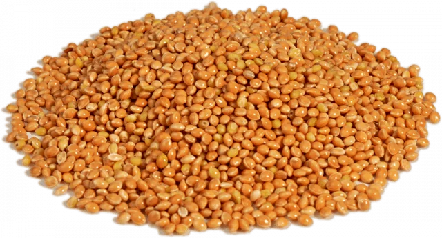 Насіння просо Біла альтанка, 1 репродукція.- фото № 1